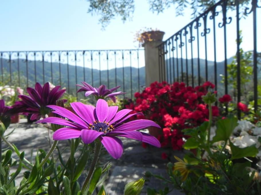 Azienda Agricola Zulin Casa Elena Holiday home Levanto